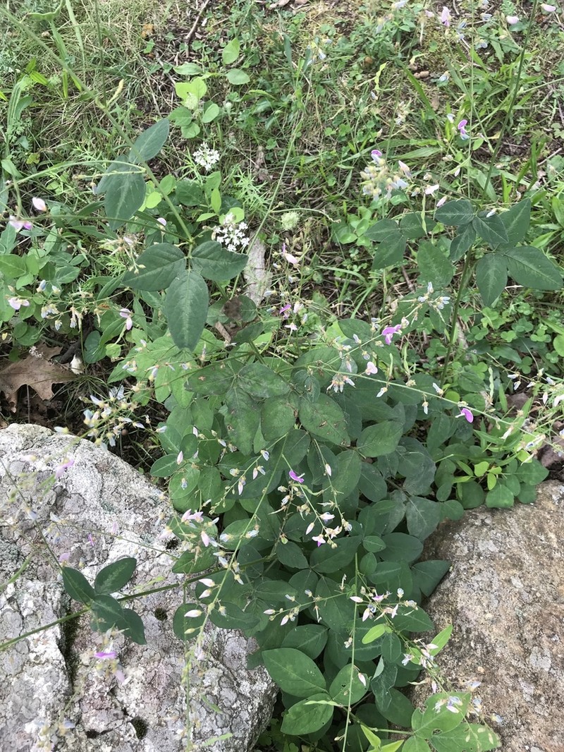 Dillenius' Ticktrefoil