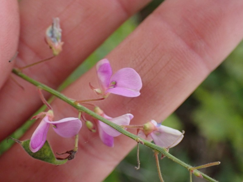 Dillenius' Ticktrefoil photo 2