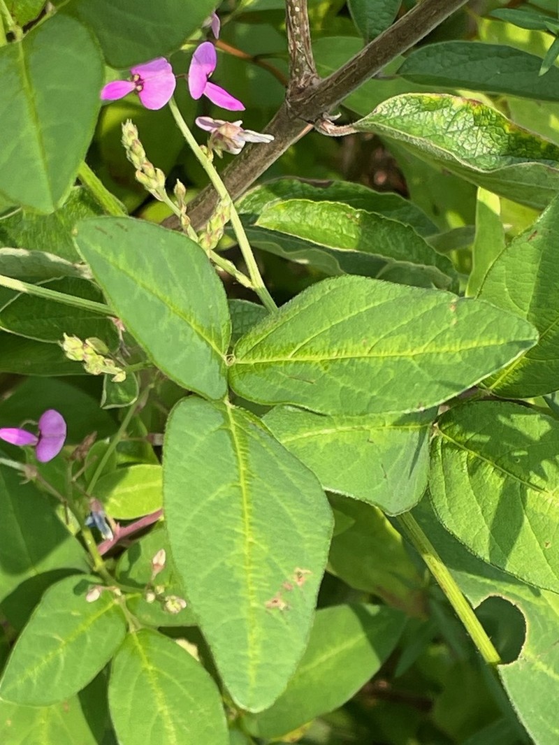 Dillenius' Ticktrefoil photo 3