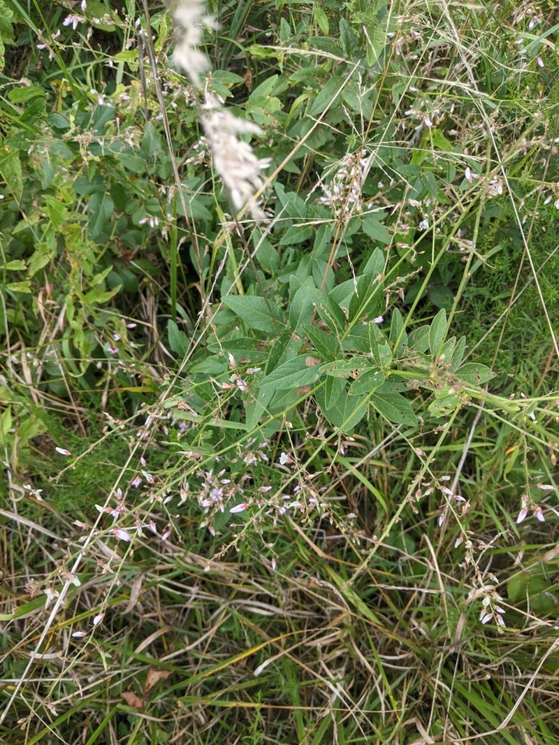 Dillenius' Ticktrefoil photo 4