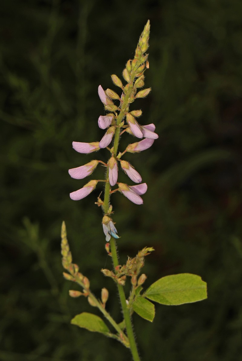 Dillenius' Ticktrefoil photo 5
