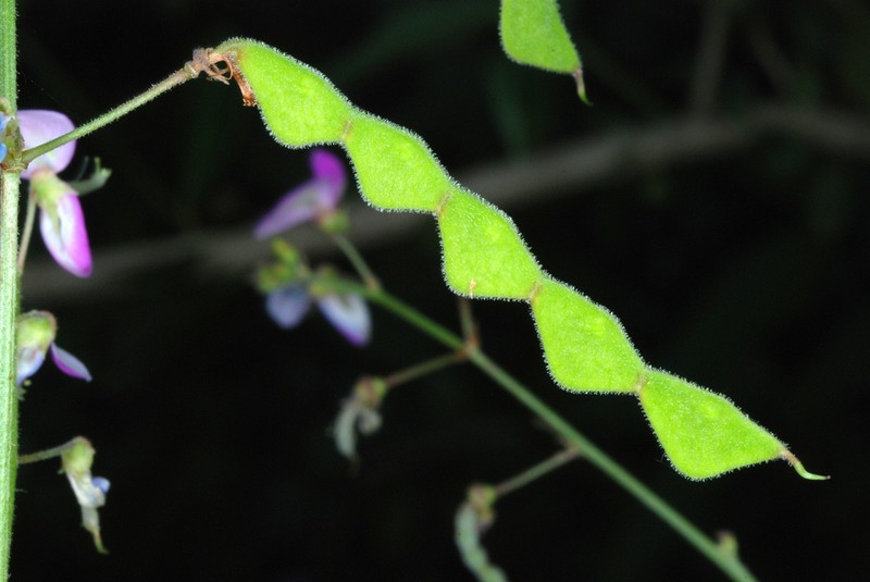 Dillenius' Ticktrefoil photo 6