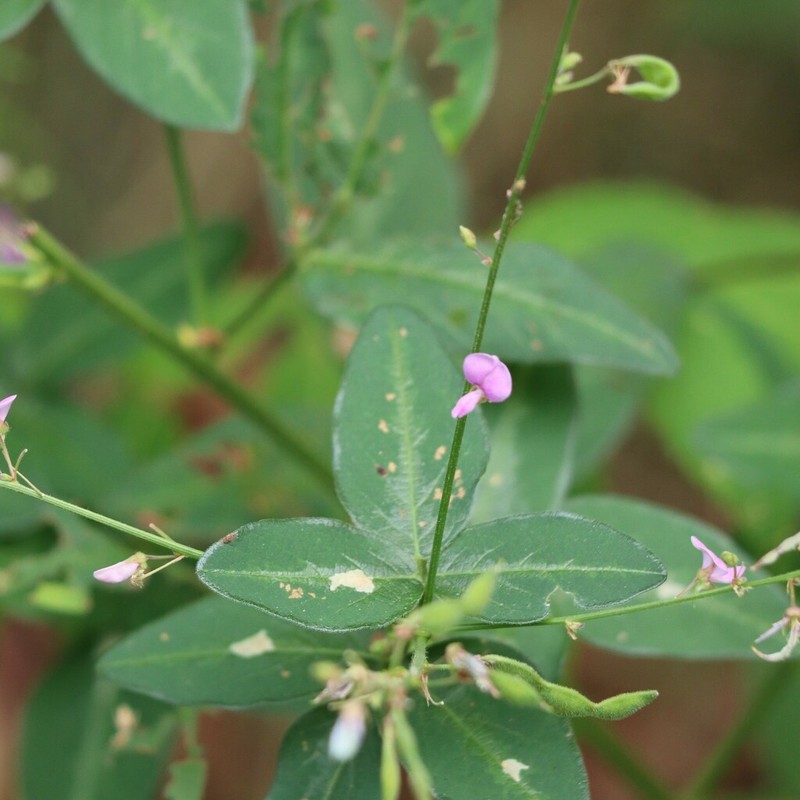 Dillenius' Ticktrefoil photo 7
