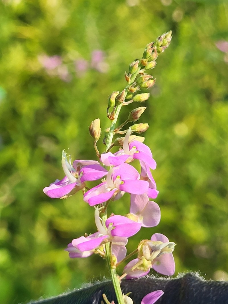 Dillenius' Ticktrefoil photo 8