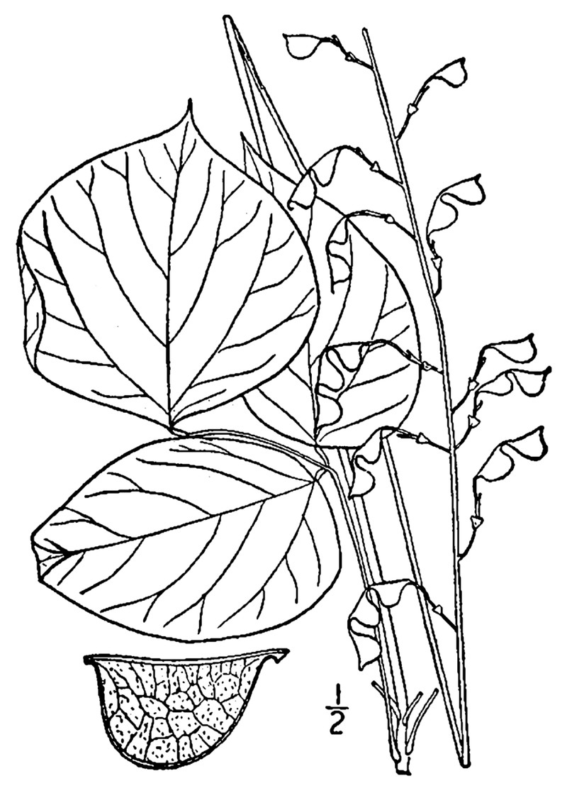 Pointedleaf Ticktrefoil photo 2
