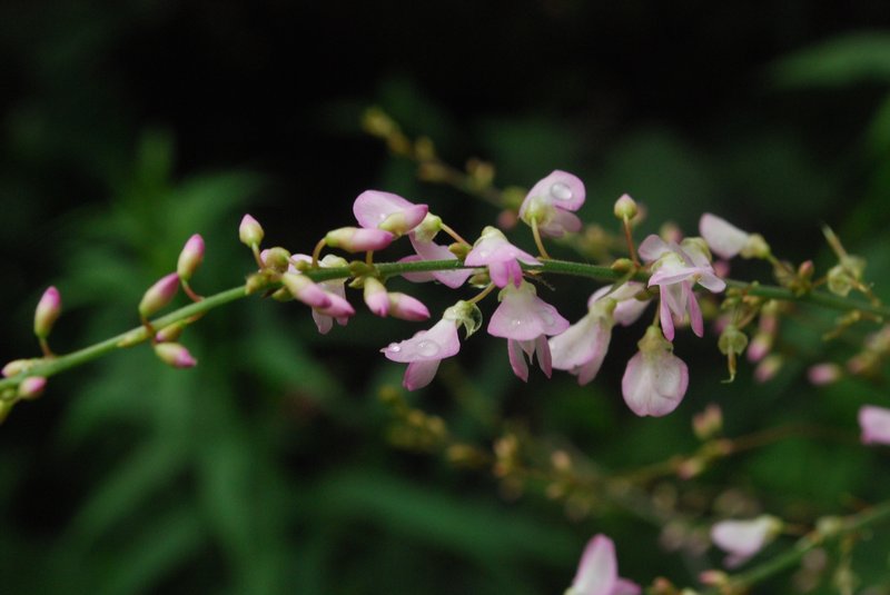 Pointedleaf Ticktrefoil photo 3