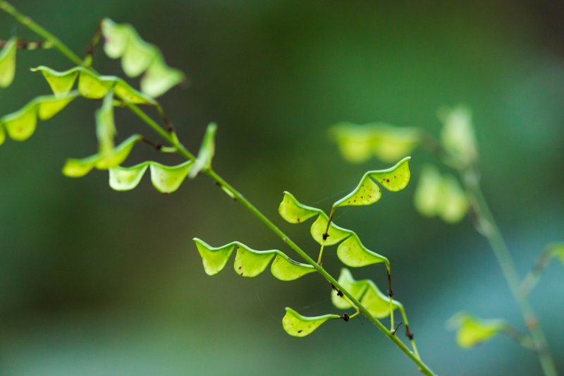 Pointedleaf Ticktrefoil photo 4