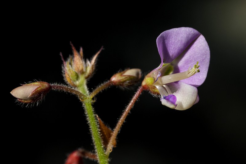 Graham's Ticktrefoil