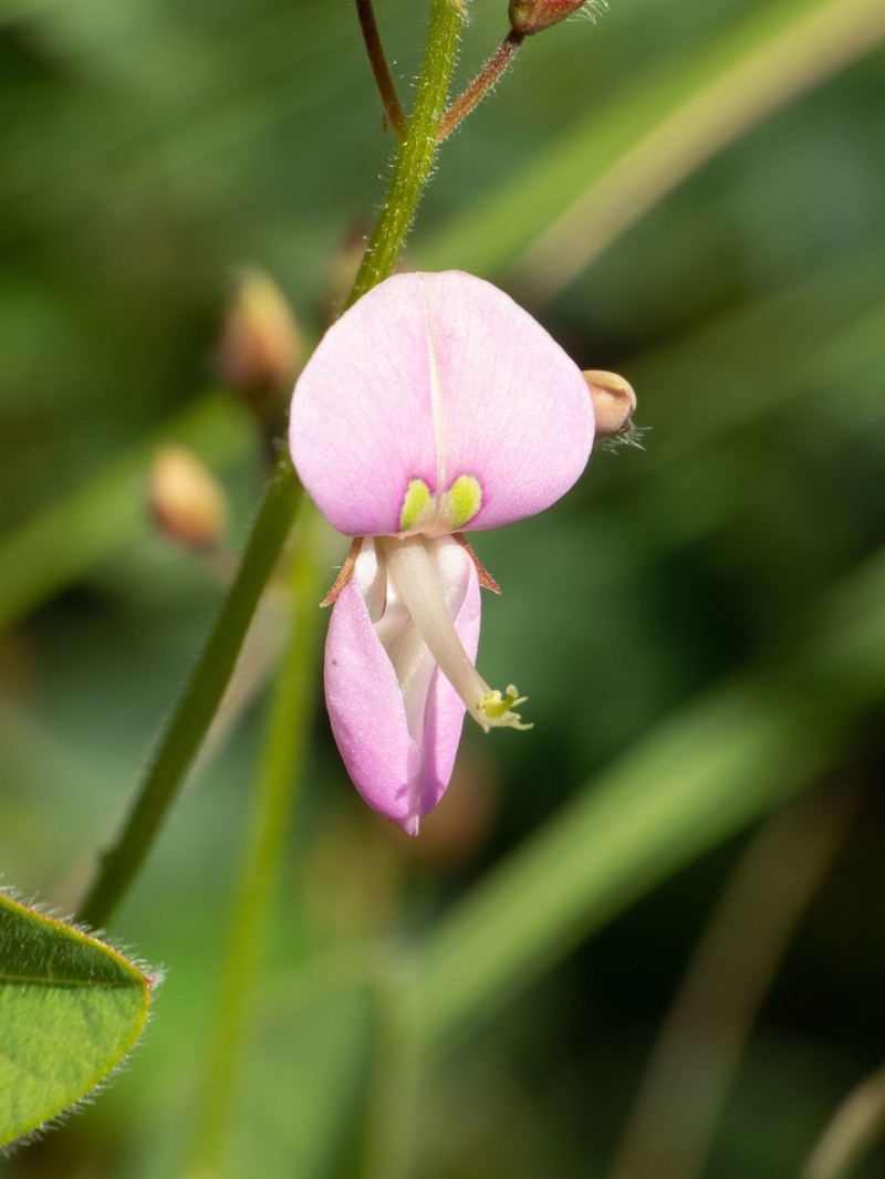 Graham's Ticktrefoil photo 2