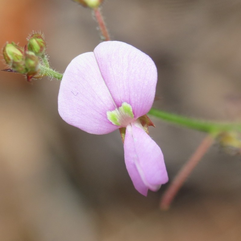 Graham's Ticktrefoil photo 3