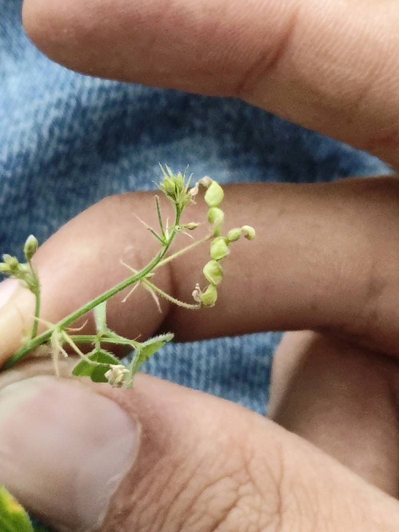 Graham's Ticktrefoil photo 5