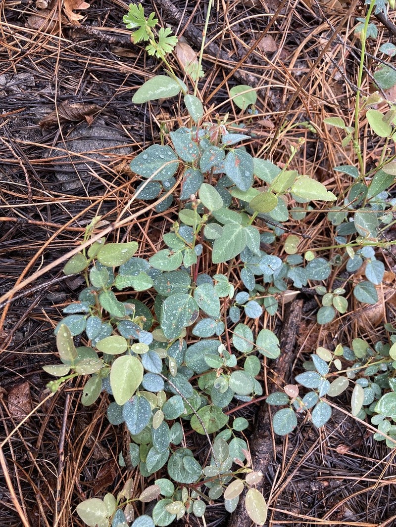 Graham's Ticktrefoil photo 6