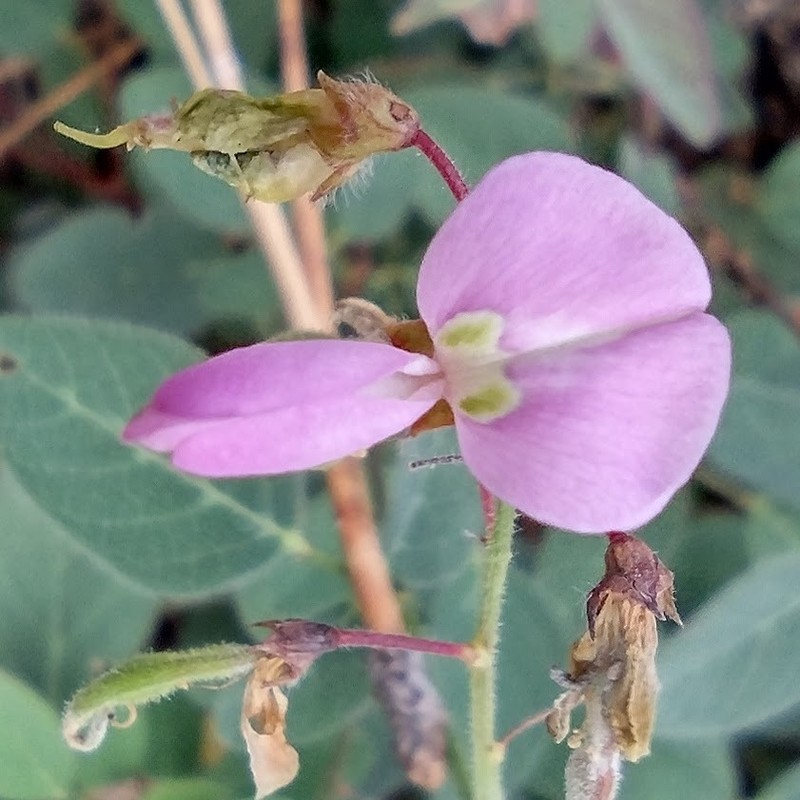 Graham's Ticktrefoil photo 7
