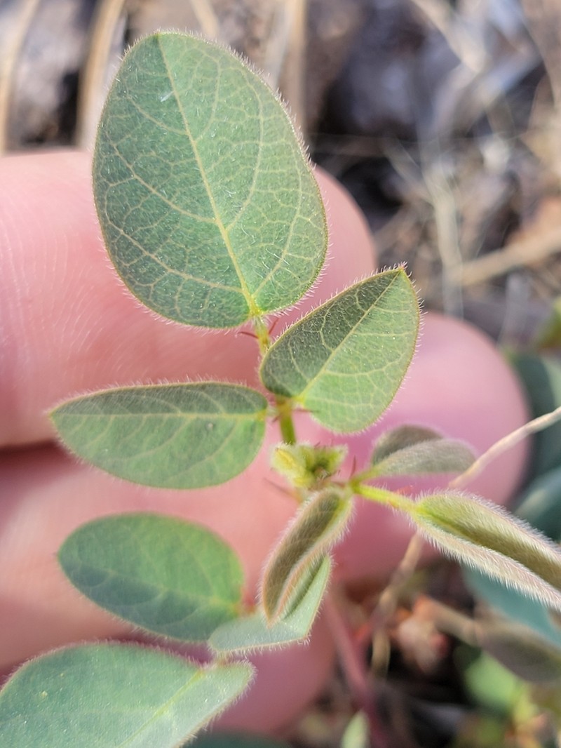 Graham's Ticktrefoil photo 8