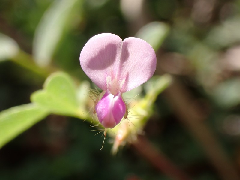 Variable-Leaf Ticktrefoil