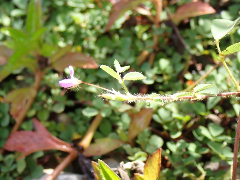 Variable-Leaf Ticktrefoil photo 5