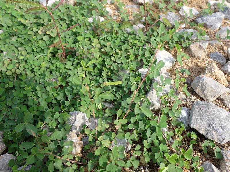 Variable-Leaf Ticktrefoil photo 6
