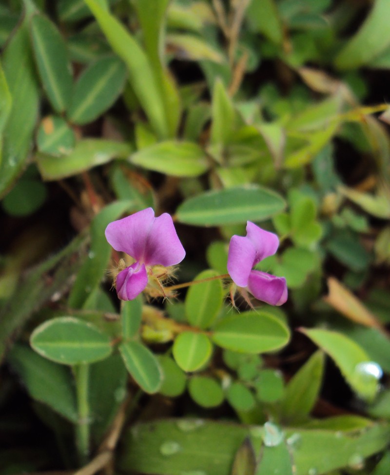Variable-Leaf Ticktrefoil photo 2