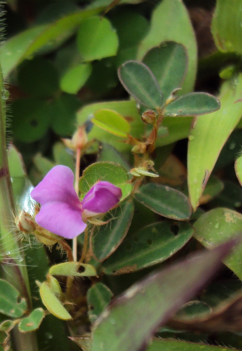 Variable-Leaf Ticktrefoil photo 3