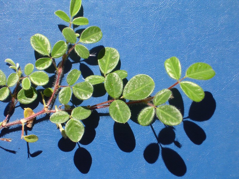 Variable-Leaf Ticktrefoil photo 4