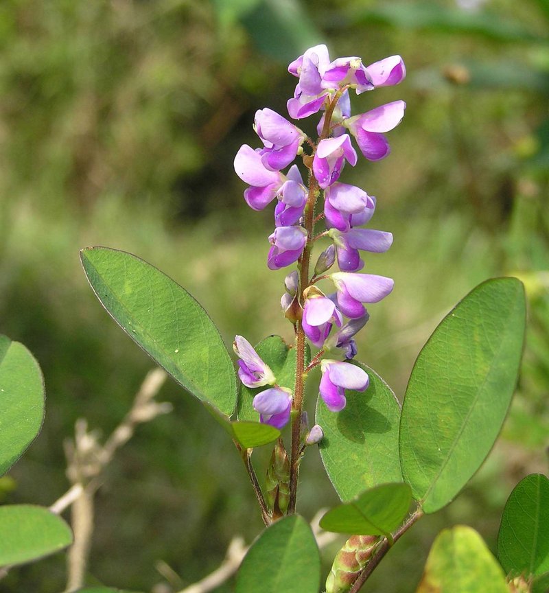 Variable-Leaf Ticktrefoil photo 7