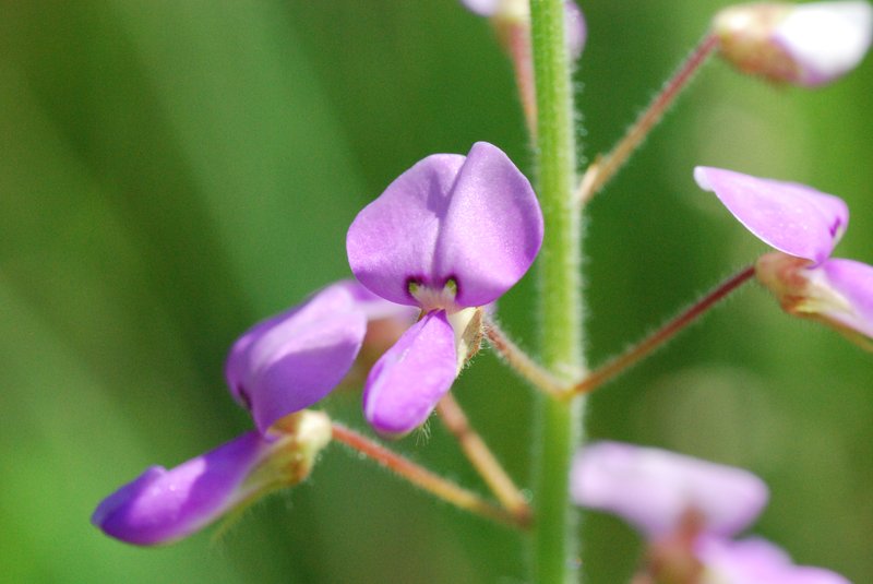 Illinois Ticktrefoil