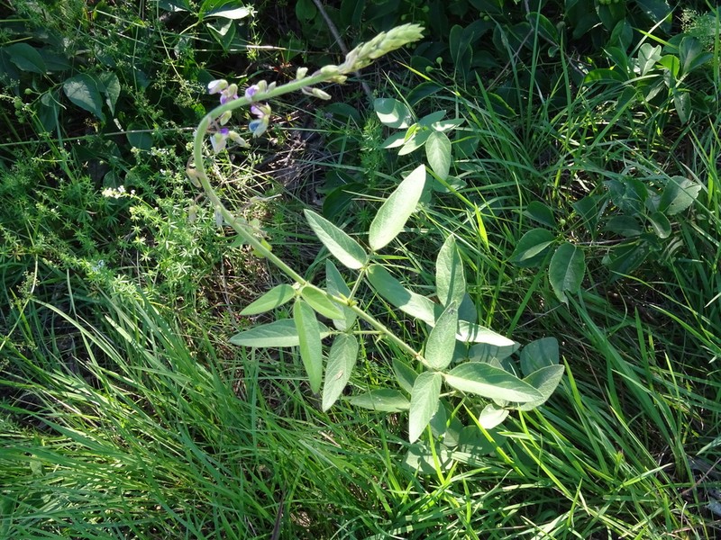 Illinois Ticktrefoil