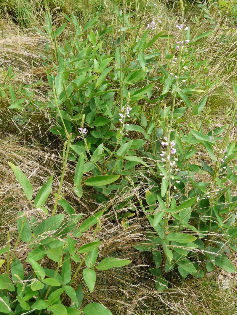Illinois Ticktrefoil photo 2