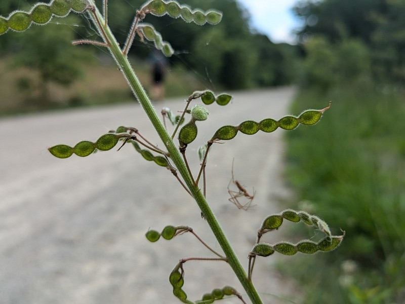 Illinois Ticktrefoil photo 3