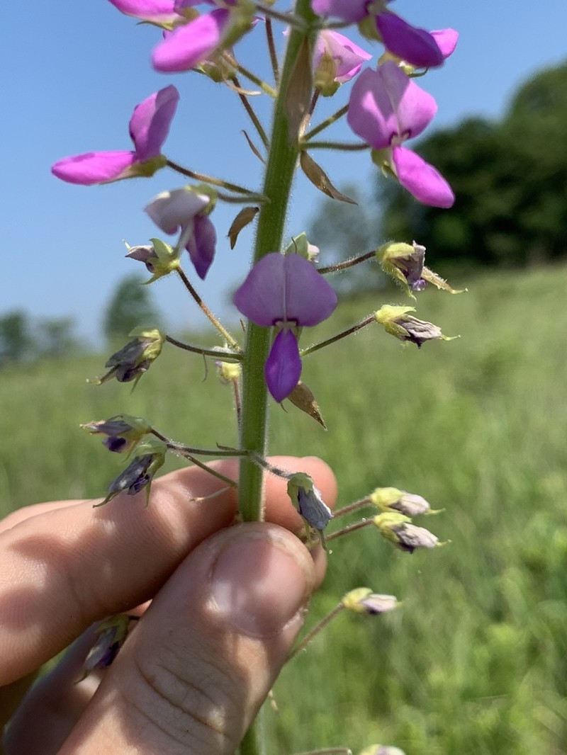 Illinois Ticktrefoil photo 5