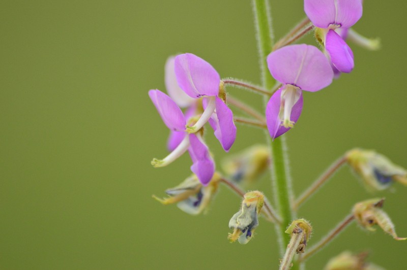 Illinois Ticktrefoil photo 6