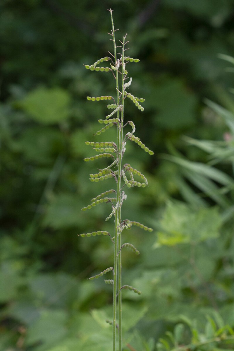 Illinois Ticktrefoil photo 7