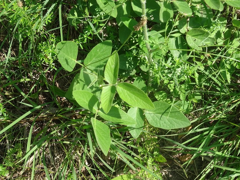 Illinois Ticktrefoil photo 8