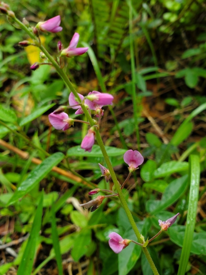 Zarzabacoa Comun photo 6