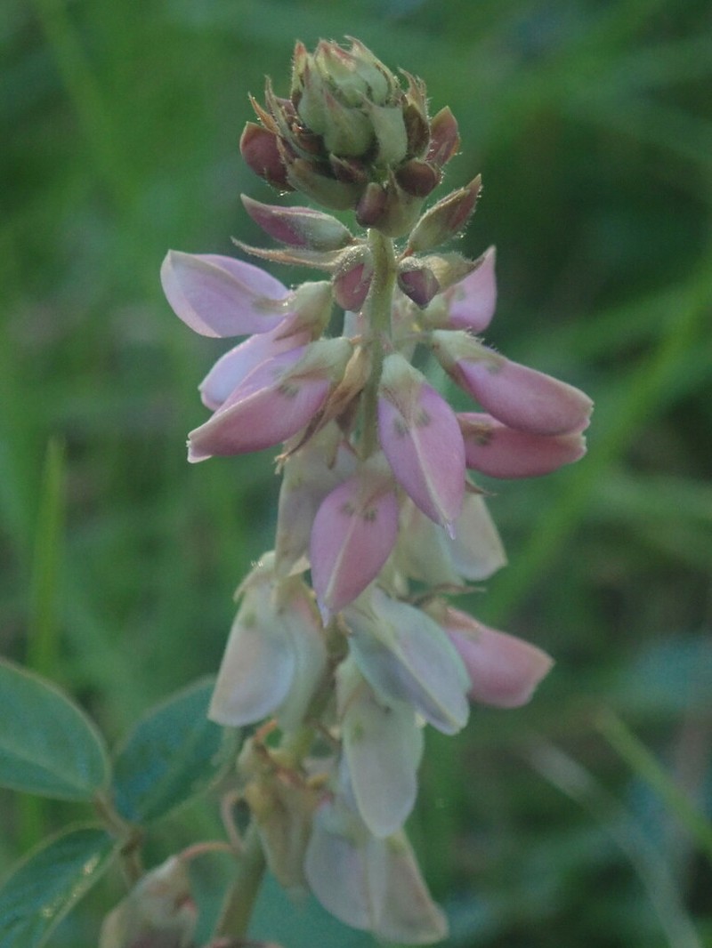 Desmodium aparines