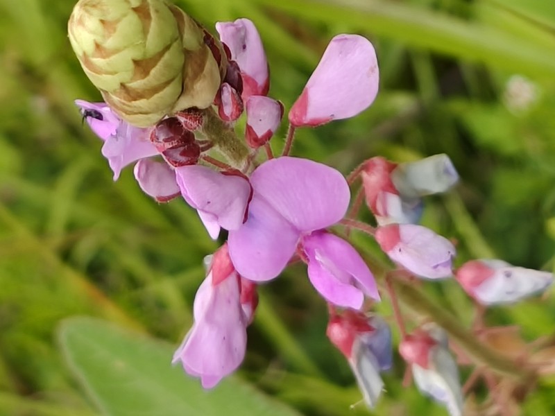 Desmodium aparines photo 4