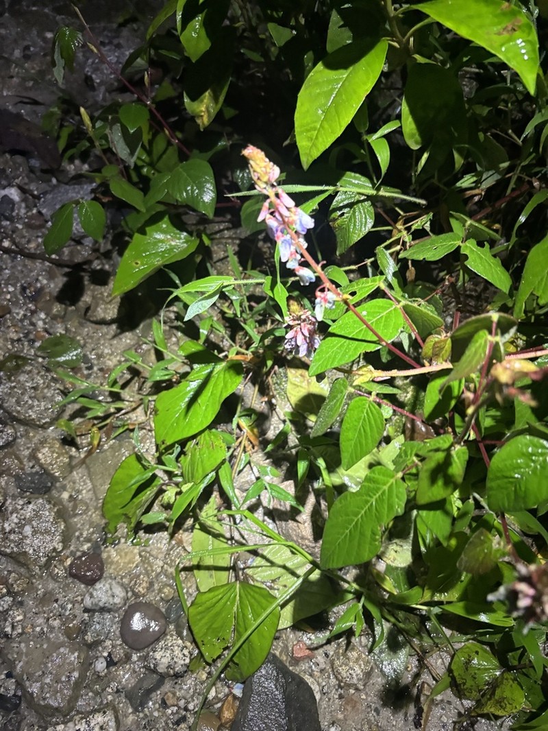 Desmodium aparines photo 8