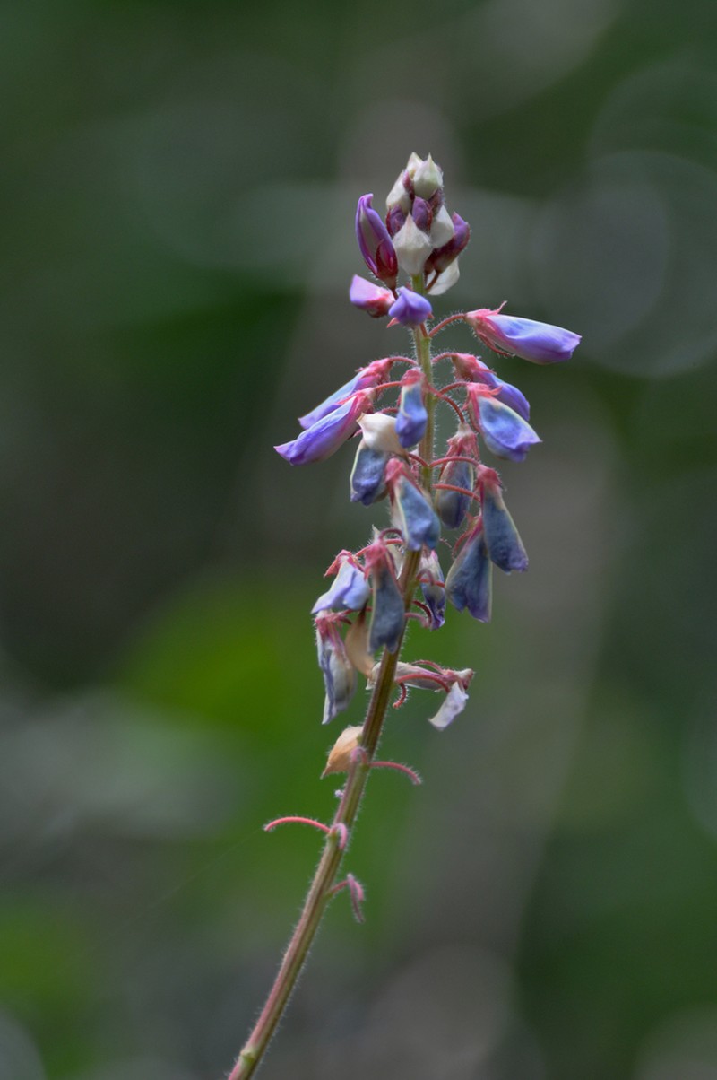 Greenleaf Ticktrefoil photo 2