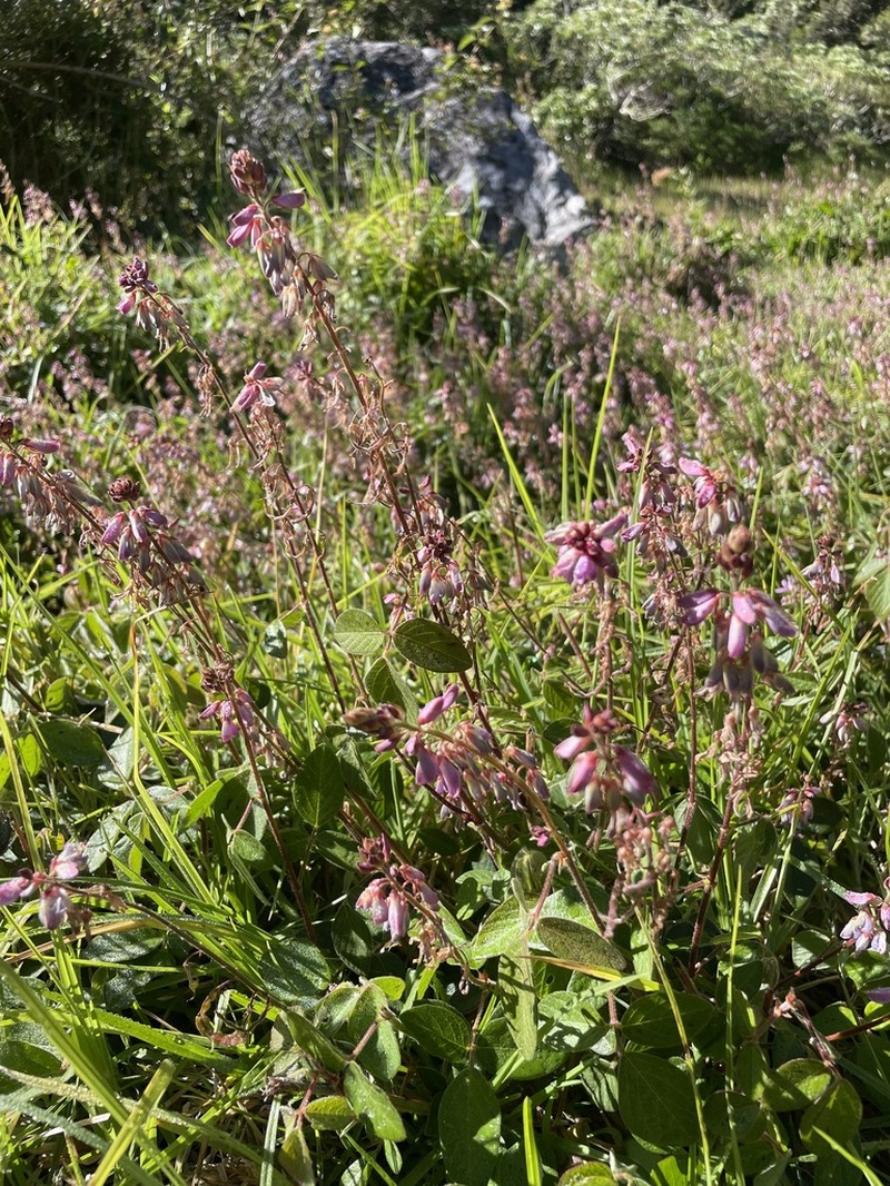 Greenleaf Ticktrefoil photo 3