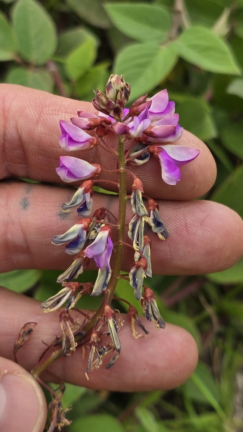 Greenleaf Ticktrefoil photo 5