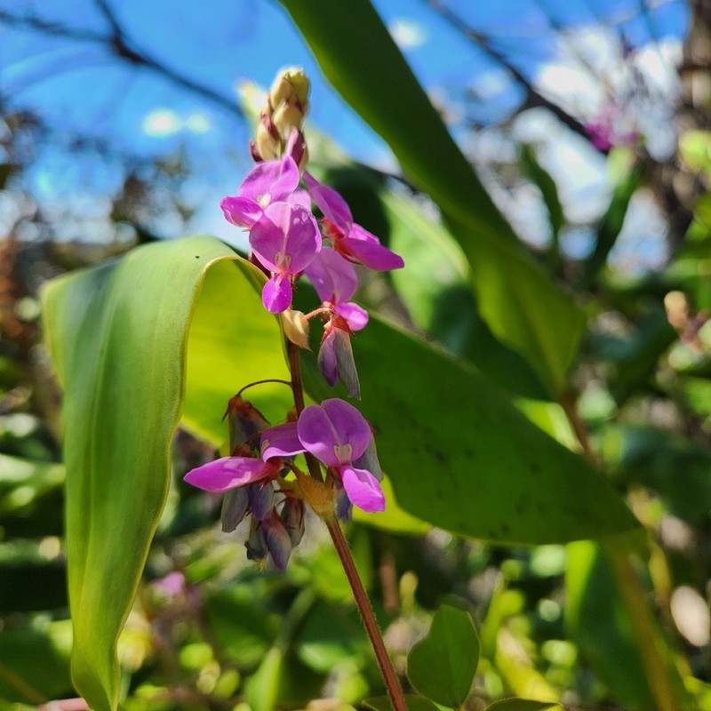 Greenleaf Ticktrefoil photo 6