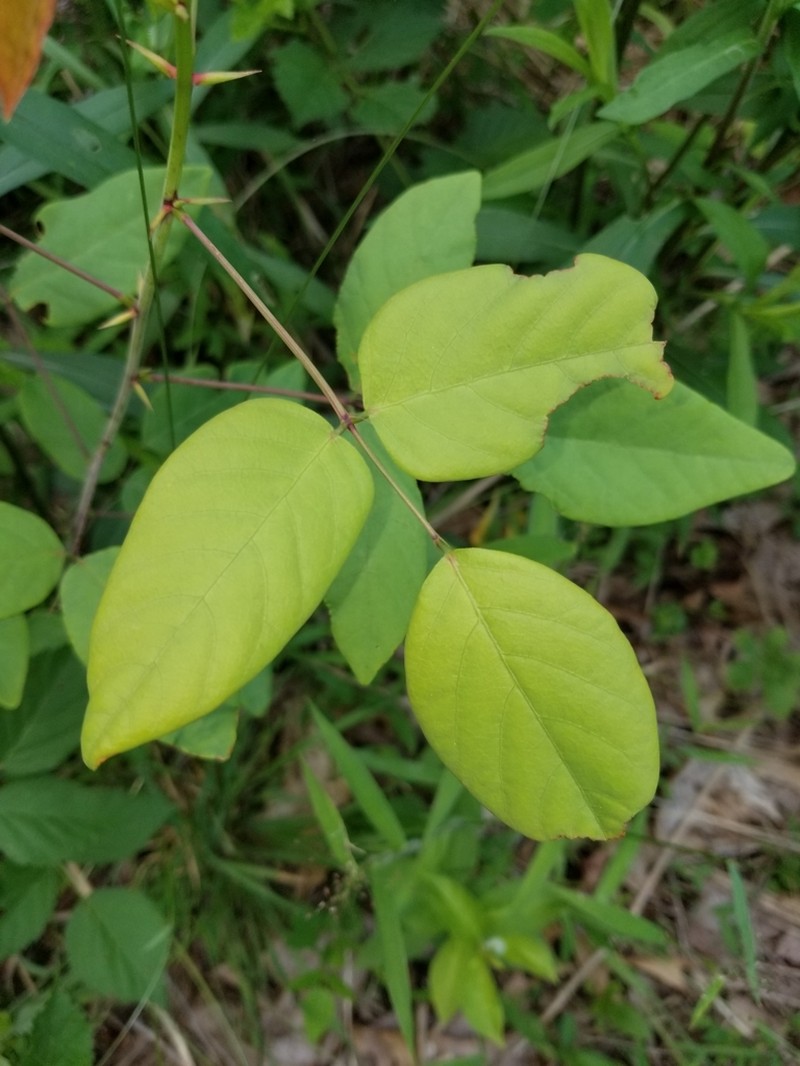 Smooth Ticktrefoil