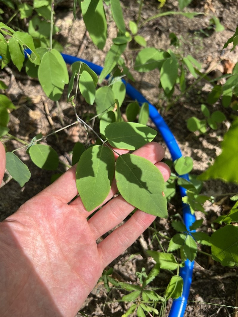Smooth Ticktrefoil photo 2
