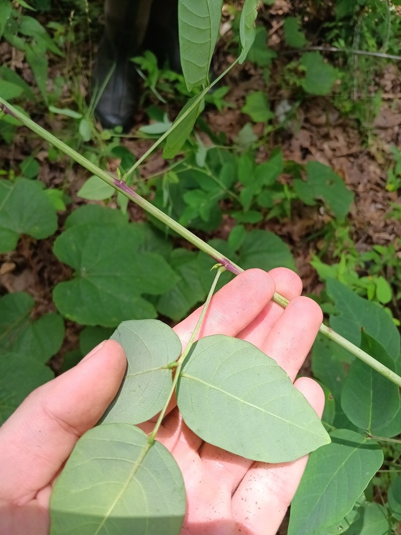 Smooth Ticktrefoil photo 3