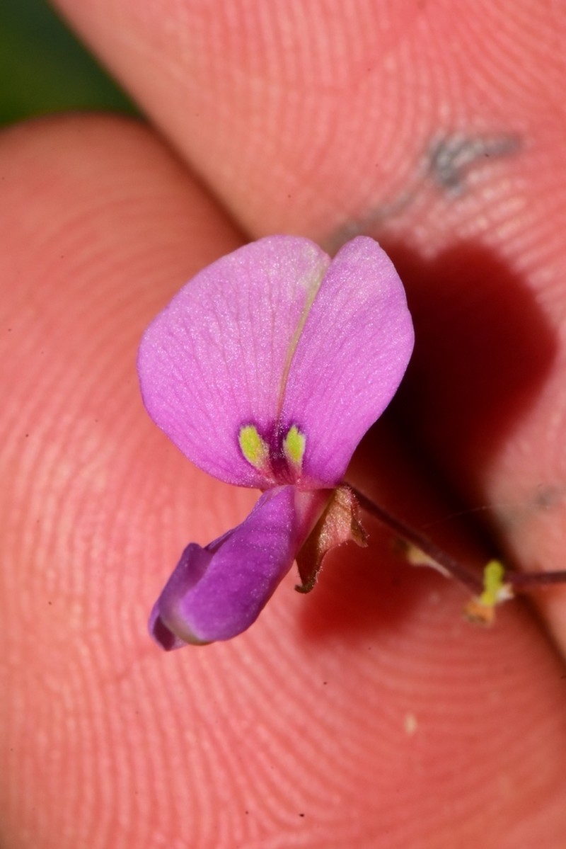 Smooth Ticktrefoil photo 4