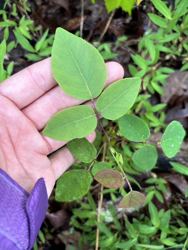 Smooth Ticktrefoil photo 6