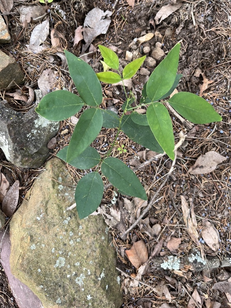Smooth Ticktrefoil photo 7