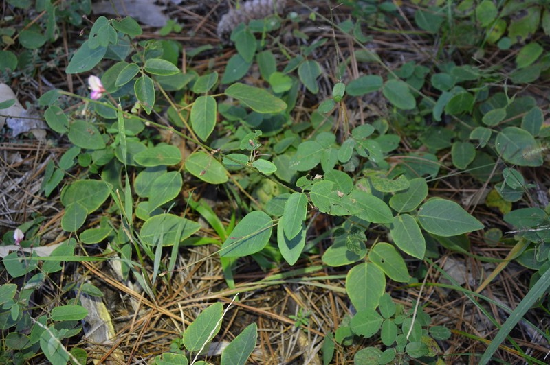 Smooth Ticktrefoil photo 8