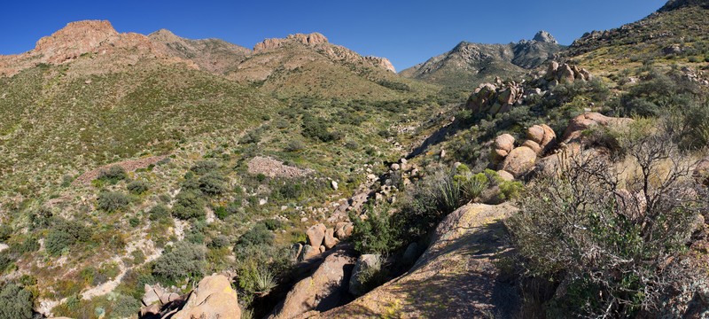 Lindheimer's Ticktrefoil