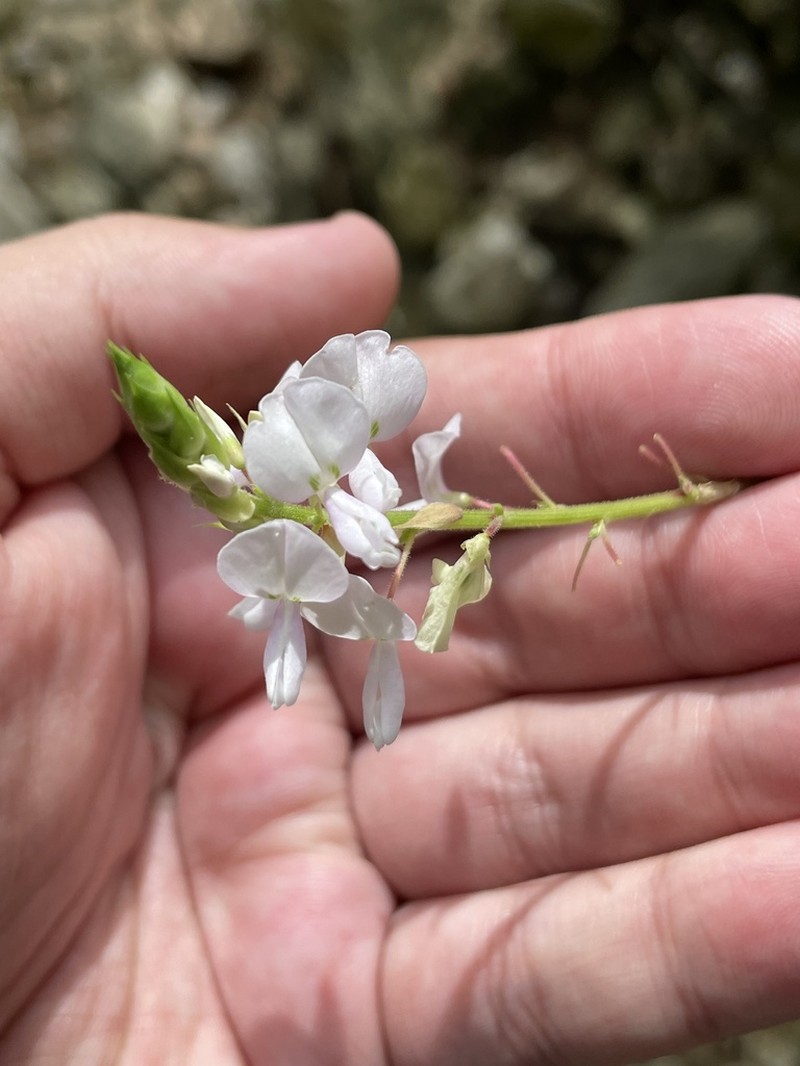 Lindheimer's Ticktrefoil